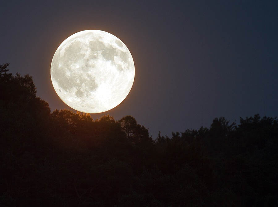 Vollmond im Wald